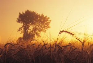 Mist In A Barley Field At Sunset, Near Carey, Manitoba Mist In A Barley Field At Sunset, Near Carey, Manitoba