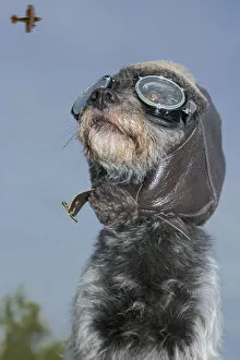 Images Dated 2nd July 2005: Mixed Breed Dog Dressed In Leather Cap And Aviator Glasses Looking Skyward, Canada, Alberta