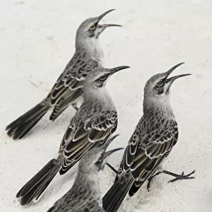 Images Dated 16th July 2011: Mockingbirds (Mimidae); Galapagos, Equador