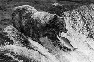Monochrome Bear about to catch a salmon, Alaska, USA Monochrome Bear about to catch a salmon, Alaska, USA