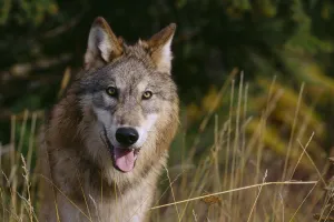 Montana, Flathead National Forest, Gray Wolf (Canis Lupus) Looks Into Camera Montana, Flathead National Forest, Gray Wolf (Canis Lupus) Looks Into Camera
