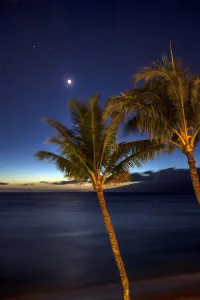 Moon And Stars In The Night Sky With Palm Trees Along The Coast In The Foreground; Maui, Hawaii Moon And Stars In The Night Sky With Palm Trees Along The Coast In The Foreground; Maui, Hawaii