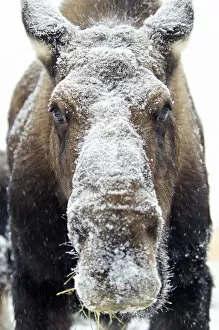 Images Dated 16th November 2012: Moose (alces alces) face covered in snow; Yukon canada