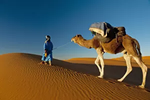 Images Dated 15th November 2009: Morocco, Berber leading camel across sand dune near Merzouga in Sahara Desert; Erg Chebbi area