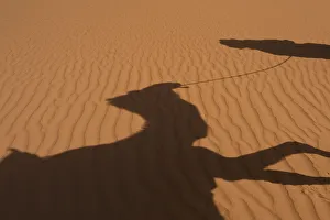 Morocco, Erg Chebbi area; Sahara Desert near Merzouga, Shadow of Berber Blue man leading camel across sand dunes Morocco, Erg Chebbi area; Sahara Desert near Merzouga, Shadow of Berber Blue man leading camel across sand dunes