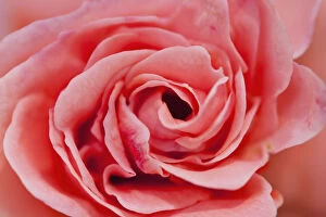 Images Dated 6th May 2012: Morocco, Marrakech; Marrakech, Detail of rose in the gardens of La Mamounia Hotel