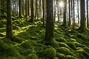 Moss covered ground and tree trunks in a conifer forest with the sun shining through the trees at Loch Awe in Argyll