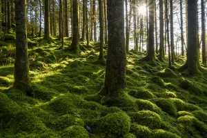 Moss covered ground and tree trunks in a conifer forest with the sun shining through the trees at Loch Awe in Argyll Moss covered ground and tree trunks in a conifer forest with the sun shining through the trees at Loch Awe in Argyll