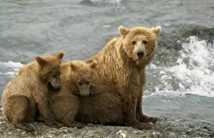 Images Dated 10th March 2004: Mother Grizzly W / 2Nd Year Cubs By River Sw Ak Summer Mcneil State Game Sanctuary