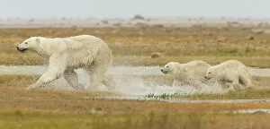 Images Dated 3rd September 2013: Mother Polar Bear (Ursus Maritimus) And Two Cubs Running Through The Water Along Hudson Bay;