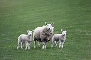 Images Dated 28th March 2009: Mother Sheep And Lambs