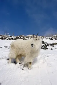 Mountain Goat Billy On High Mountain Slope In Snow Chugach National Forest Kenai Peninsula Ak Spring Mountain Goat Billy On High Mountain Slope In Snow Chugach National Forest Kenai Peninsula Ak Spring