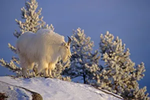 Mountain Goat Billys On High Mountain Slope Chugach National Forest Kenai Peninsula Ak Spring Mountain Goat Billys On High Mountain Slope Chugach National Forest Kenai Peninsula Ak Spring