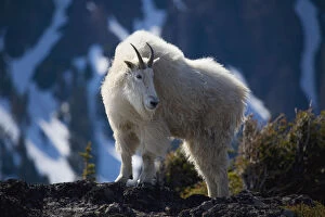 Images Dated 30th May 2008: Mountain Goat Looking Left In Winter Coat, Olympic Mountains, Washington, Usa