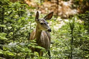 Sequoia National Park Gallery: Mule Deer (Odocoileus Hemionus), Sequoia National Park; California, United States Of America