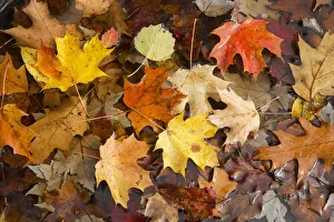 Multi-Coloured Leaves Lie In A Puddle During Autumn; Ontario, Canada Multi-Coloured Leaves Lie In A Puddle During Autumn; Ontario, Canada