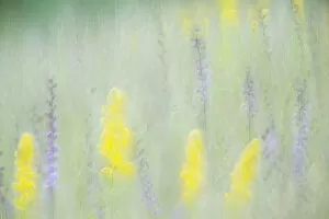 Images Dated 3rd September 2013: Multiple Exposure Of Yellow Goldenrod And And Purplish Rough Blazing Star In Smith Prairie