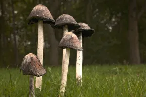 Mushrooms With Tall Stems Growing In The Grass; Northumberland, England Mushrooms With Tall Stems Growing In The Grass; Northumberland, England