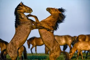 Mustang horses rearing up in a fight Mustang horses rearing up in a fight