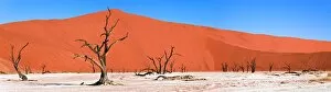Images Dated 9th March 2008: Namib Desert, Namibia, Africa