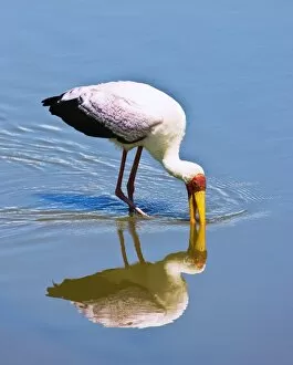 Images Dated 25th March 2008: Ngorongoro Crater, Tanzania, Africa; Yellow-Billed Stork (Mycteria Ibis)