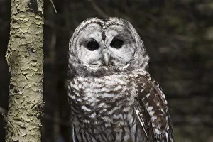 Northern Barred Owl Perched On Birch Limb; Connecticut, USA Northern Barred Owl Perched On Birch Limb; Connecticut, USA