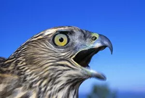 Images Dated 23rd March 2006: Northern Goshawk With Open Beak
