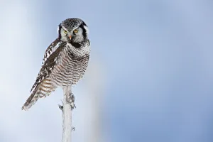 Northern Hawk Owl Perched On Snag On Copper River Delta, Near Cordova, Southcentral Alaska Northern Hawk Owl Perched On Snag On Copper River Delta, Near Cordova, Southcentral Alaska