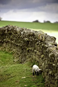 Northumberland, England; A Lamb Walking Along A Stone Wall Northumberland, England; A Lamb Walking Along A Stone Wall