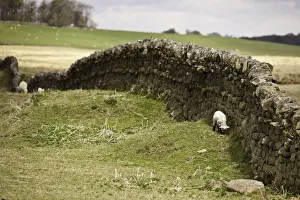 Northumberland, England; Sheep Grazing Along A Stone Wall Northumberland, England; Sheep Grazing Along A Stone Wall