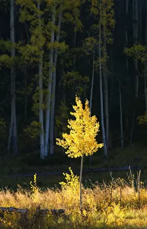 Images Dated 15th February 2000: Northwest Colorado, Sunlight Illuminating Single Fall-Colored Aspen Tree