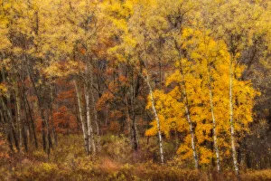 November Aspens Impressions November Aspens Impressions