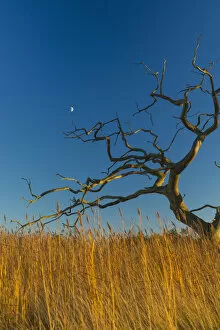 Lifeless Gallery: Old, Dead Tree Above Reeds With Moon Behind; Snape, Suffolk, England