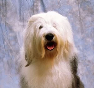 Images Dated 7th September 2007: Old English Sheepdog