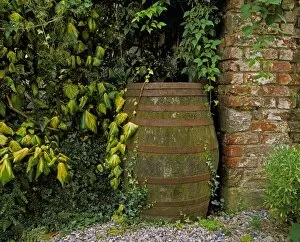 Kegs Gallery: Old Water Butt & Ivy, Ram House Garden, Co Wexford, Ireland