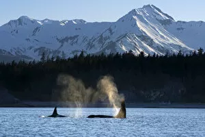 Toothed Whale Gallery: Orca whales blowing water with the Coast Mountains in the background, Alaska, USA