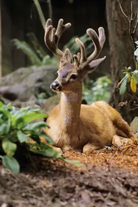 Oregon, Black-Tailed Deer, (Odocoileus Hemionus), Calmly Sitting On Ground Oregon, Black-Tailed Deer, (Odocoileus Hemionus), Calmly Sitting On Ground