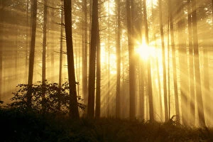 Images Dated 22nd December 1995: Oregon, Eugene, Spencer Butte Park Sunlight Filters Through Fog, Trees In Forest A24E