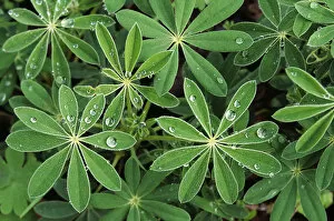 Images Dated 6th December 1996: Oregon, Raindrops On Lupine Leaves
