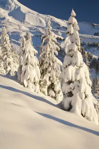 Oregon, United States Of America; Snow Covering A Mountain And Trees In Winter On Mount Hood In The Oregon Cascades Oregon, United States Of America; Snow Covering A Mountain And Trees In Winter On Mount Hood In The Oregon Cascades