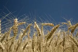 Oregon, Usa; Stalks Of Wheat