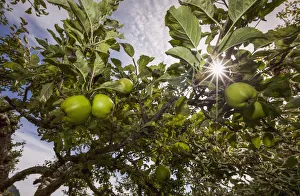 Organic apples ripen under a summer sun in the cowichan valley; Vancouver island british columbia canada Organic apples ripen under a summer sun in the cowichan valley; Vancouver island british columbia canada