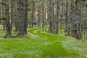 Overgrown Old Road Through Spruce Forest Covered In Moss Kodiak Island Southwest Alaska Autumn Overgrown Old Road Through Spruce Forest Covered In Moss Kodiak Island Southwest Alaska Autumn