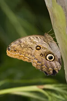 Images Dated 20th July 2003: Owl Butterfly (Caligo Idomeneus) Resting On Trunk, Niagara Butterfly Conservatory, Niagara Falls