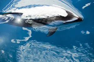 Pacific Ocean, Mexico, Ensenada, Pacific White-Sided Dolphin (Lagenorhynchus Obliquidens) Pacific Ocean, Mexico, Ensenada, Pacific White-Sided Dolphin (Lagenorhynchus Obliquidens)