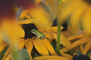 A Pacific Treefrog Looks For Flies On Black-Eyed Susan Blossoms; Astoria, Oregon, United States Of America A Pacific Treefrog Looks For Flies On Black-Eyed Susan Blossoms; Astoria, Oregon, United States Of America