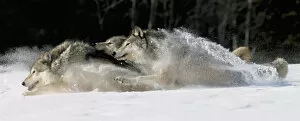 Images Dated 12th November 2004: Pack Of Grey Wolves Running Through Deep Snow Captive Ak Se Winter Composite