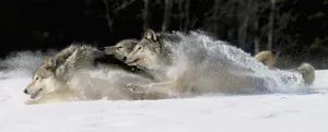 Pack Of Grey Wolves Running Through Deep Snow Captive Ak Se Winter Composite Pack Of Grey Wolves Running Through Deep Snow Captive Ak Se Winter Composite