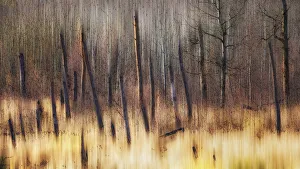 Painting Of Leafless Trees In A Forest; Alberta, Canada Painting Of Leafless Trees In A Forest; Alberta, Canada