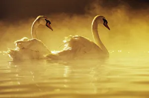 Pair Of African Swans Swimming In Misty Waters, Soft Yellow Lighting Pair Of African Swans Swimming In Misty Waters, Soft Yellow Lighting